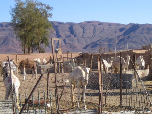 Kamelmarkt Bechar